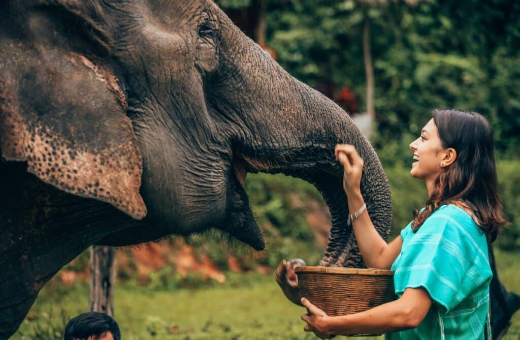 Ferme éléphants Chiang Mai