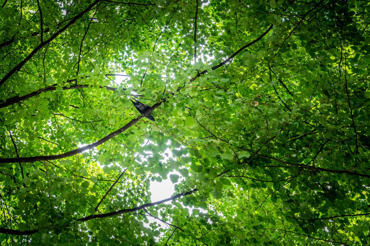 Oiseau dans un arbre vue sur ciel