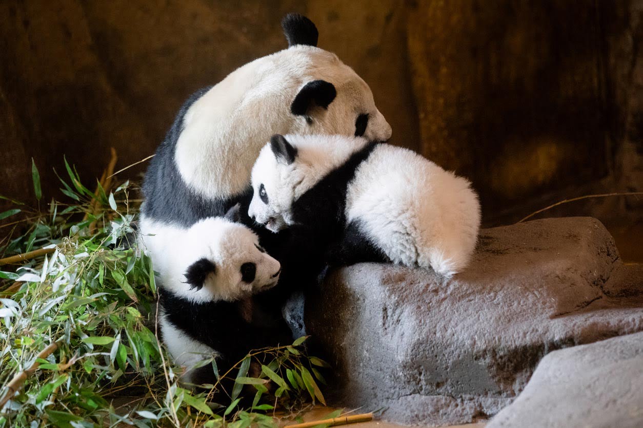 Les pandas du zoo de Madrid