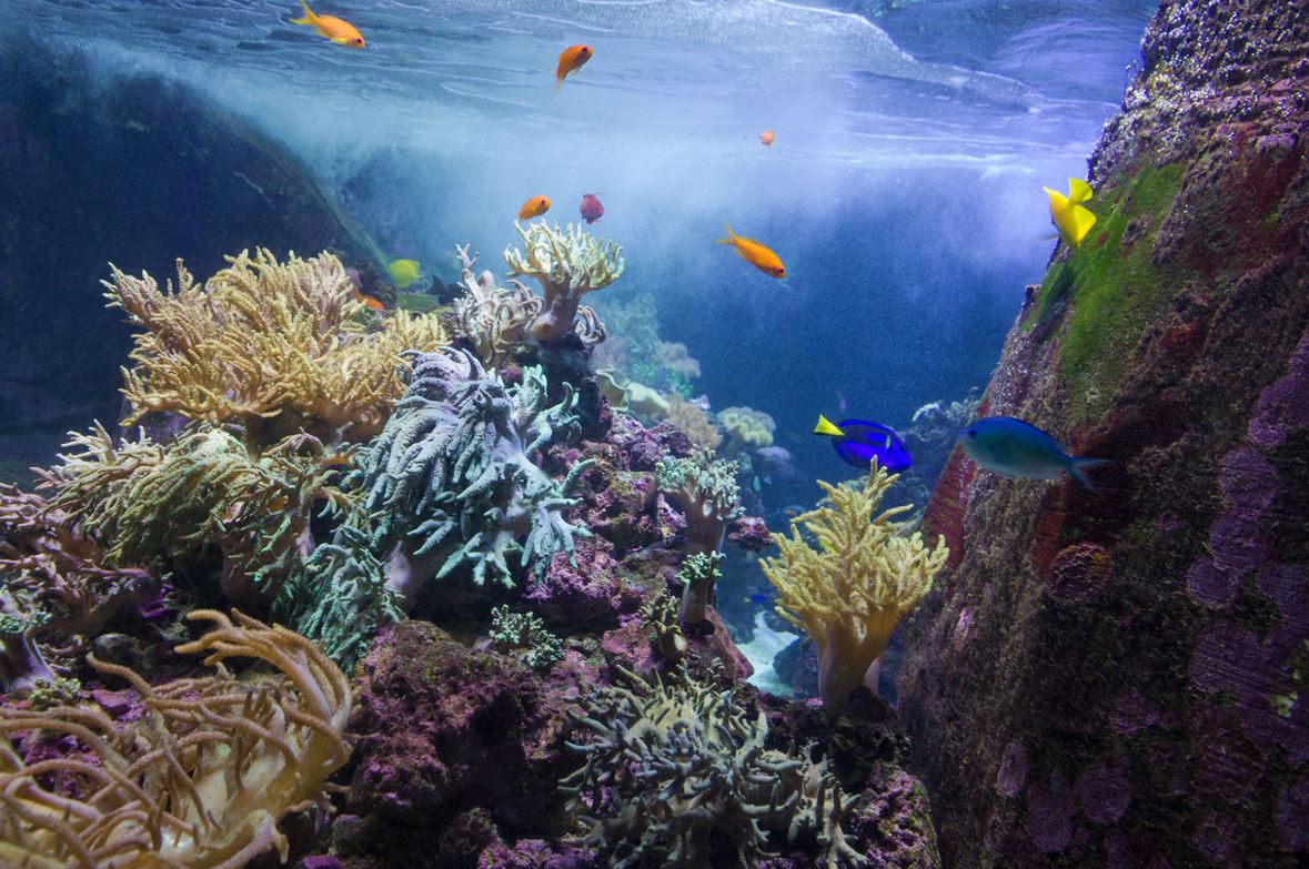 Aquarium De Dubaï