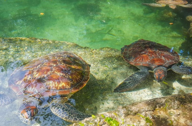 Aquarium Tortues Zanzibar 