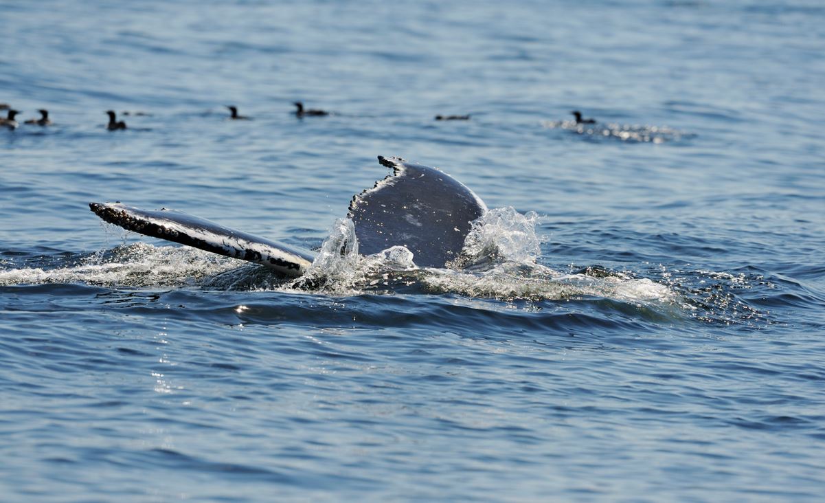 Baleines Quebec