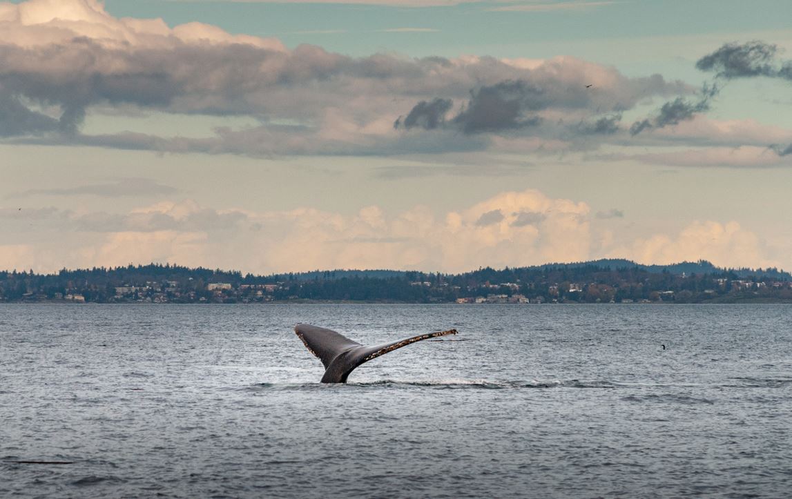 Baleines Vancouver