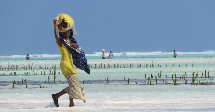 Paje Zanzibar Culture Des Algues