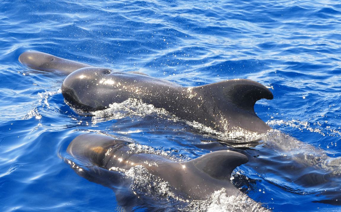 Voir Les Baleines Tenerife