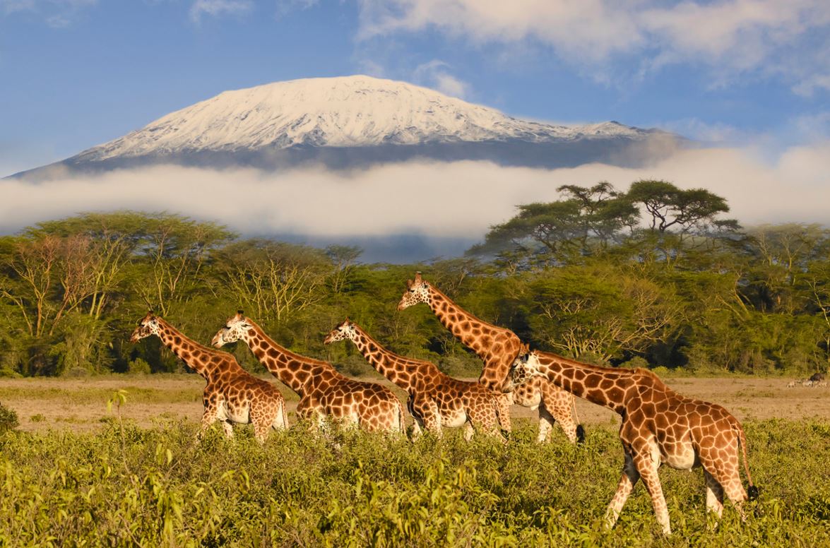 Kilimandjaro Tanzanie
