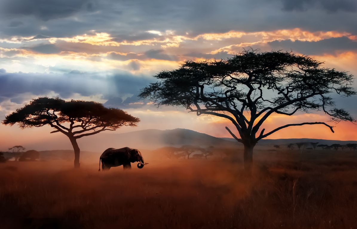 Serengeti Tanzanie