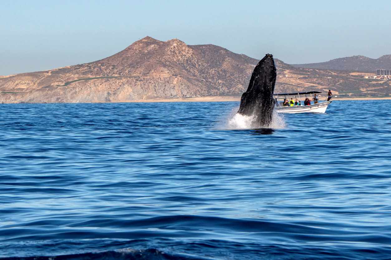 baleine au large d'Olbia