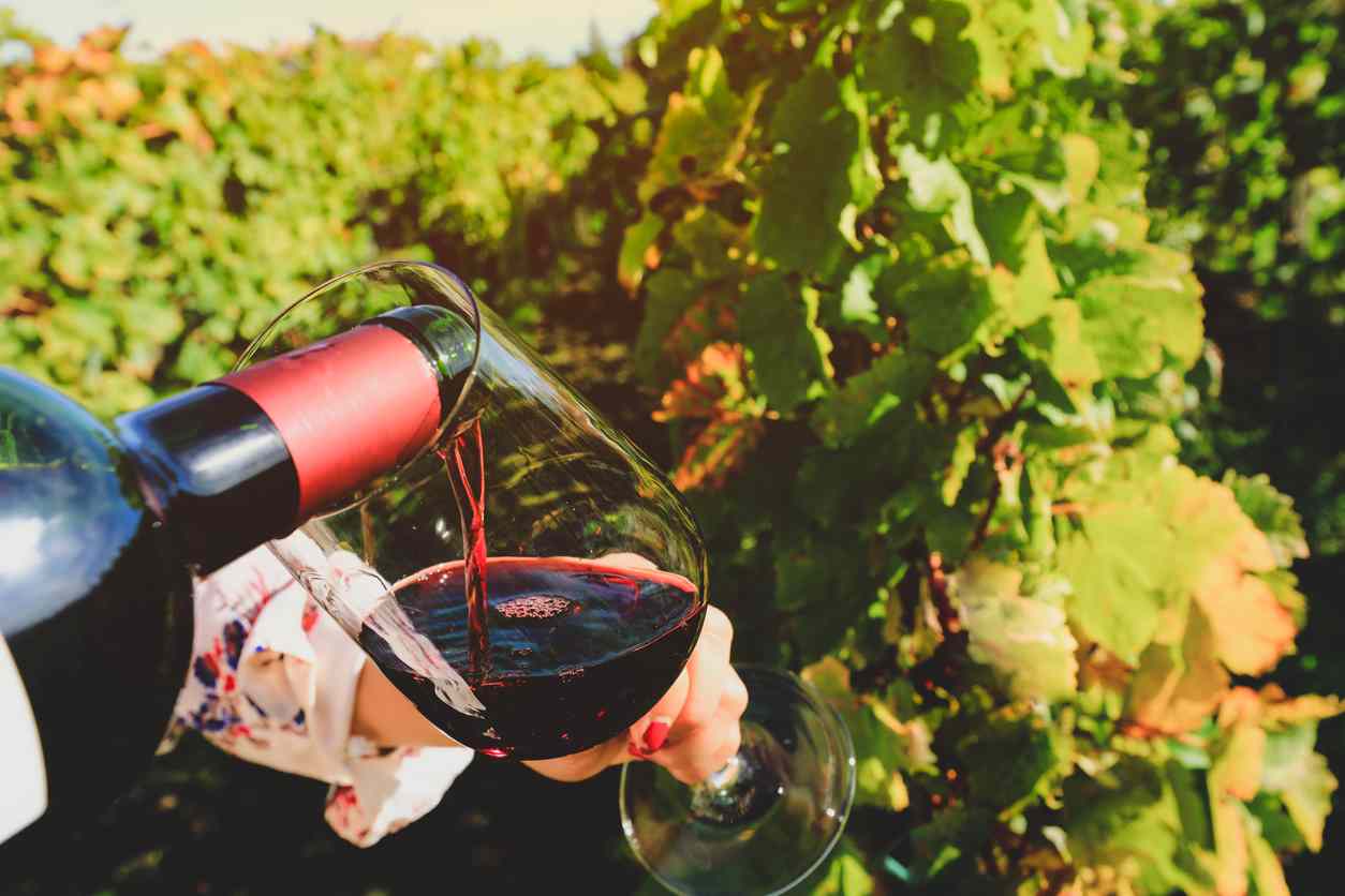 bouteille de vin de bordeaux dans les vignes