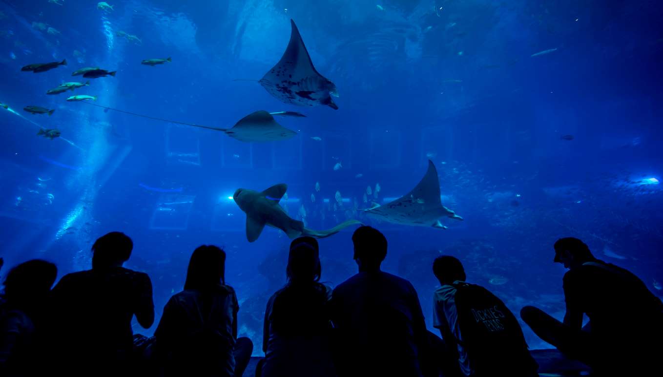 Aquarium singapour