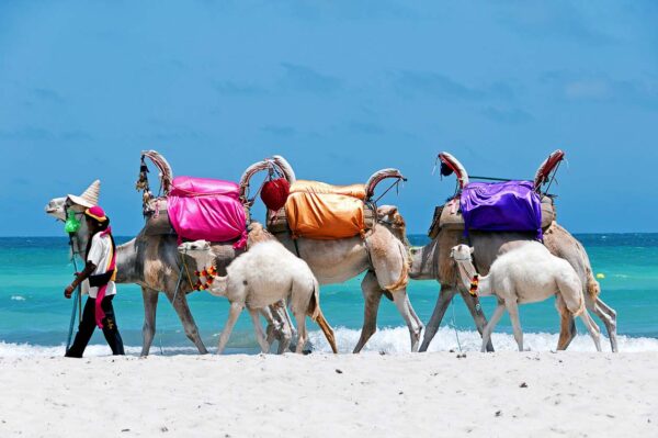 chameau sur une plage de djerba
