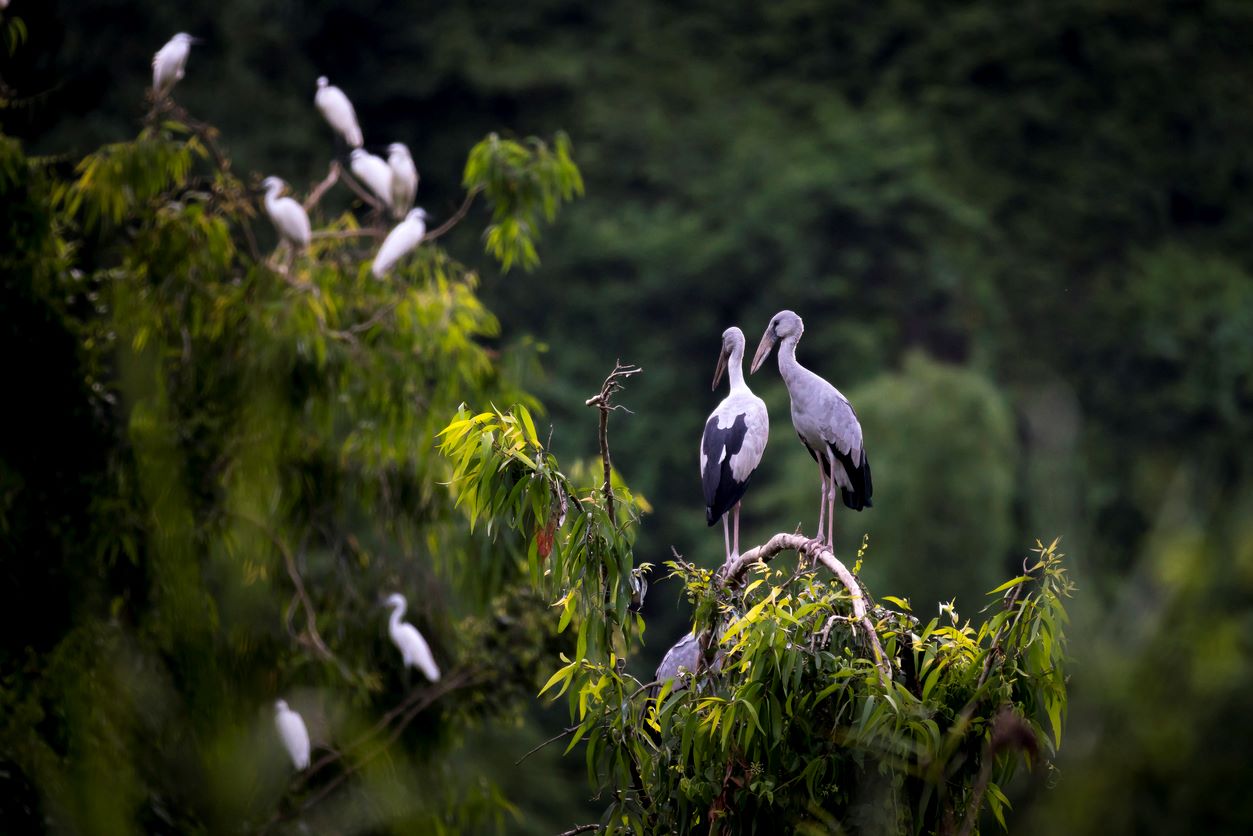 Jardin Des Oiseaux Thung Nham